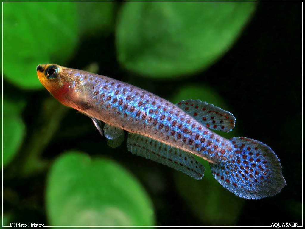 Aphyoplatys duboisi