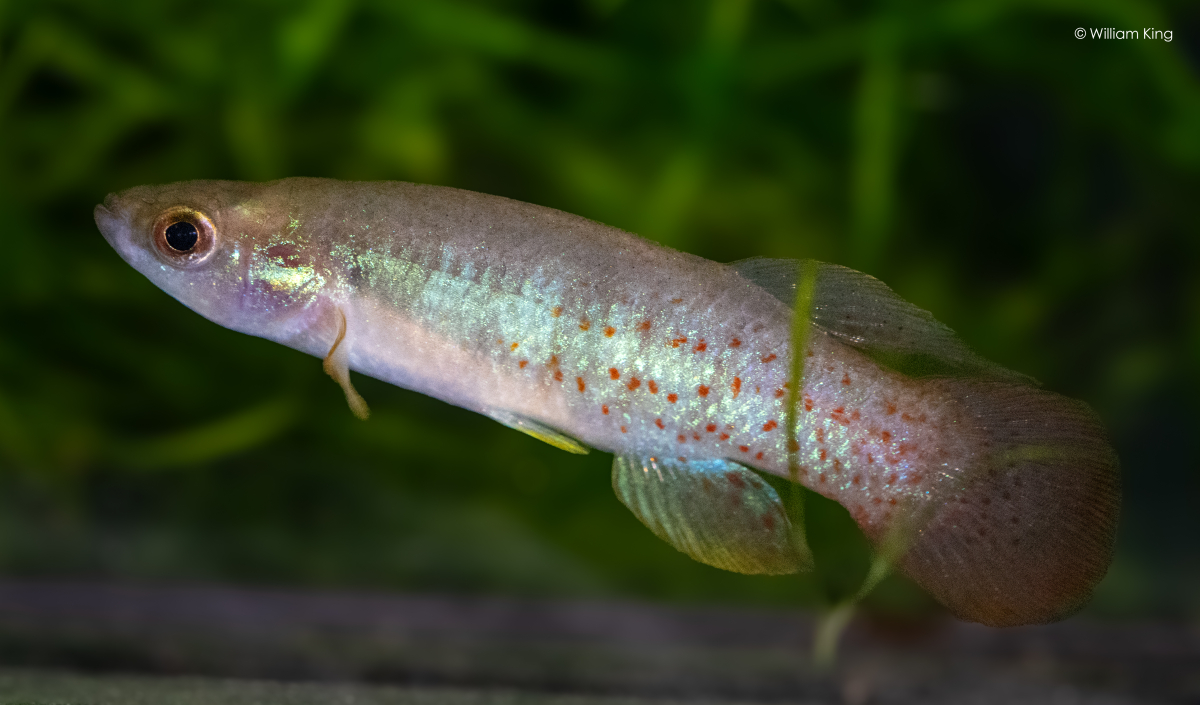 Fundulus chrysotus Loc 229