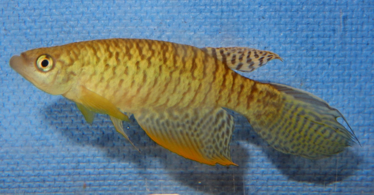 Gnatholebias zonatus ‘Villavicencio-Colombia'