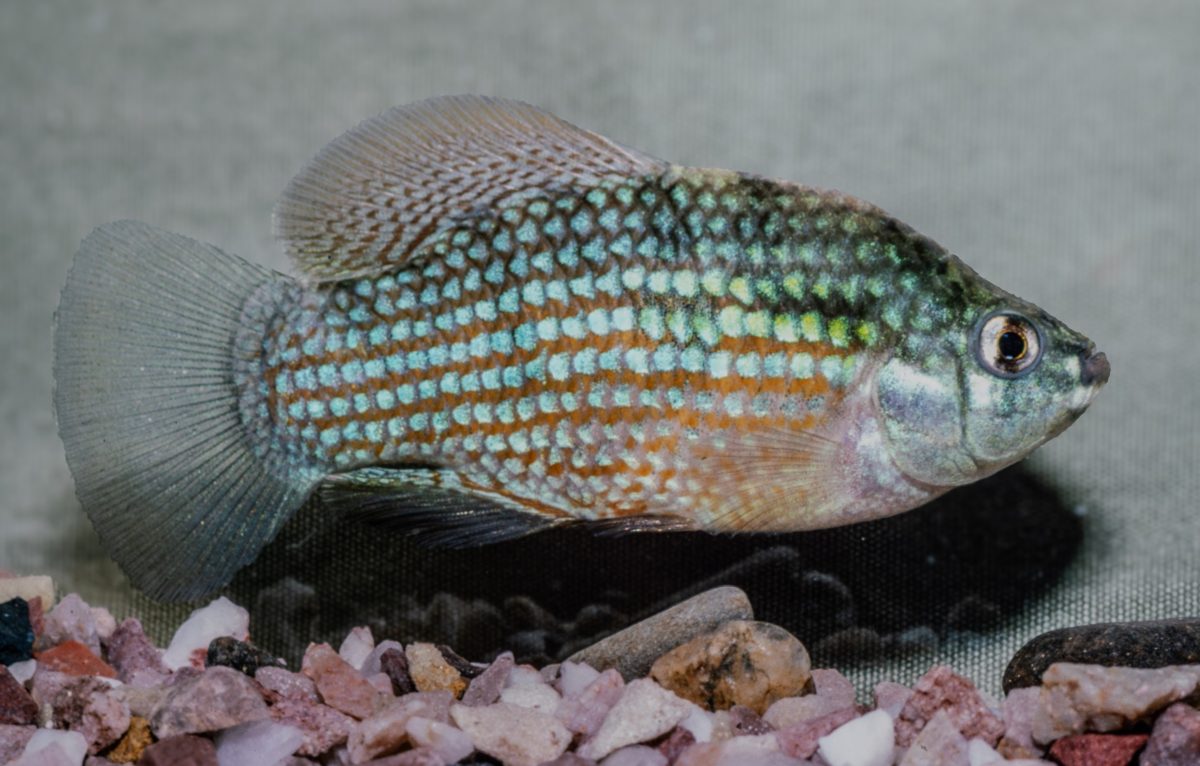 Jordanella floridae