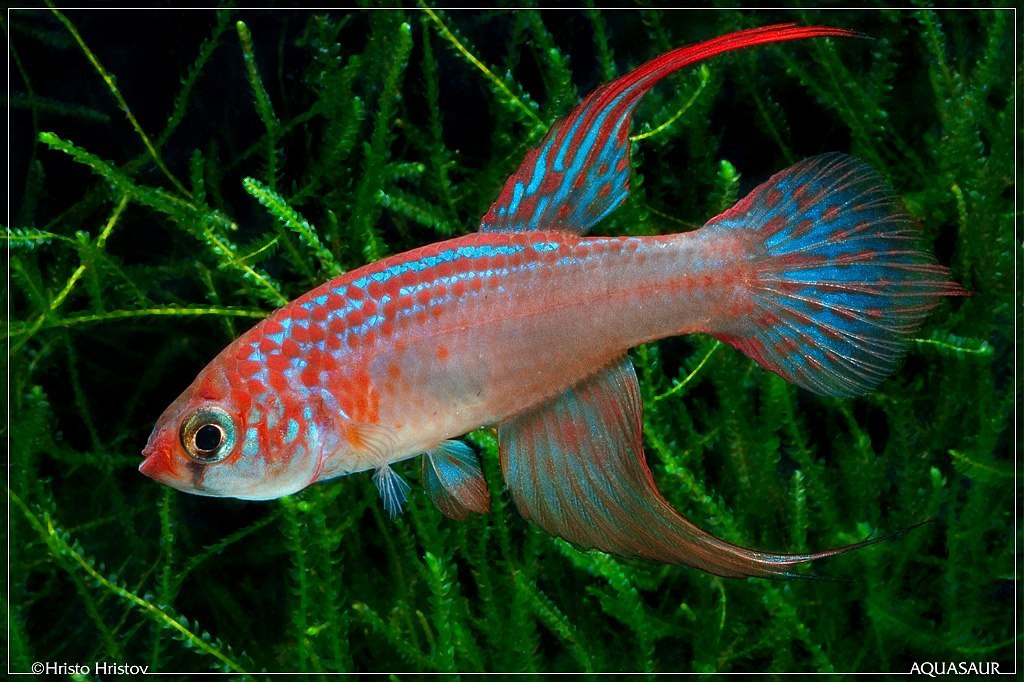 Maratecoara lacortei Formoso de Araguaia
