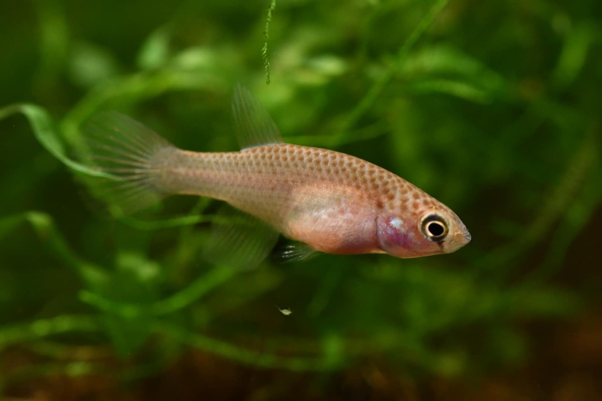 Maratecoara lacortei "Rio Formoso HVP 2017-18" female