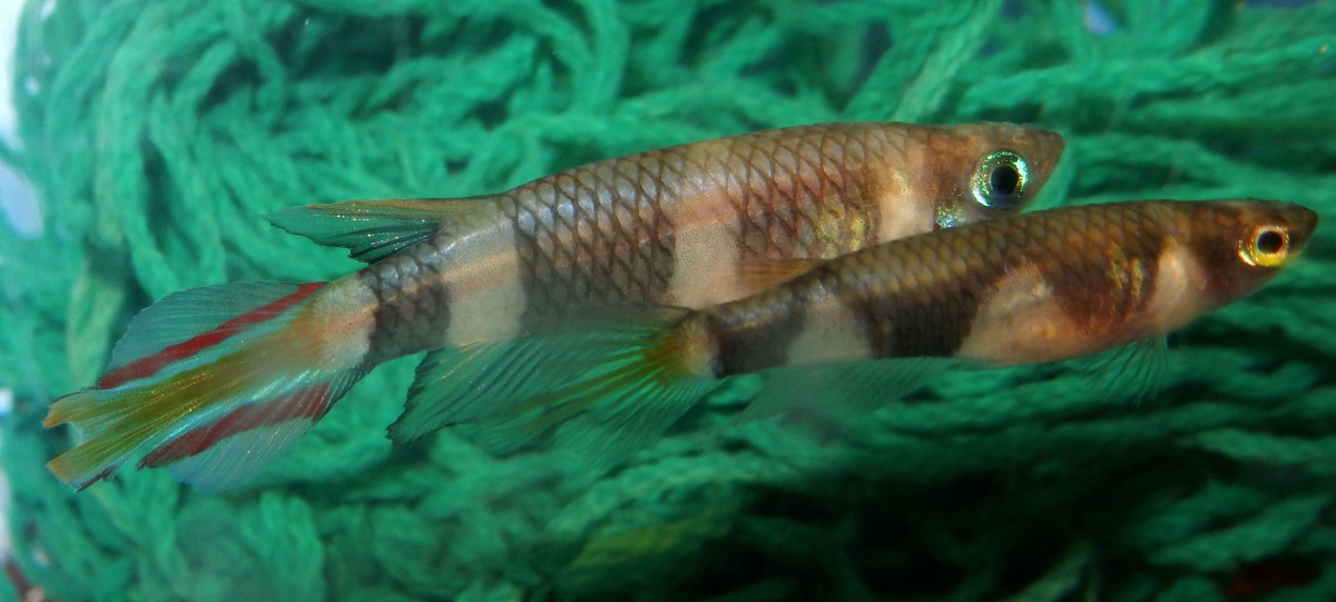 Peudepiplatys annulatus
