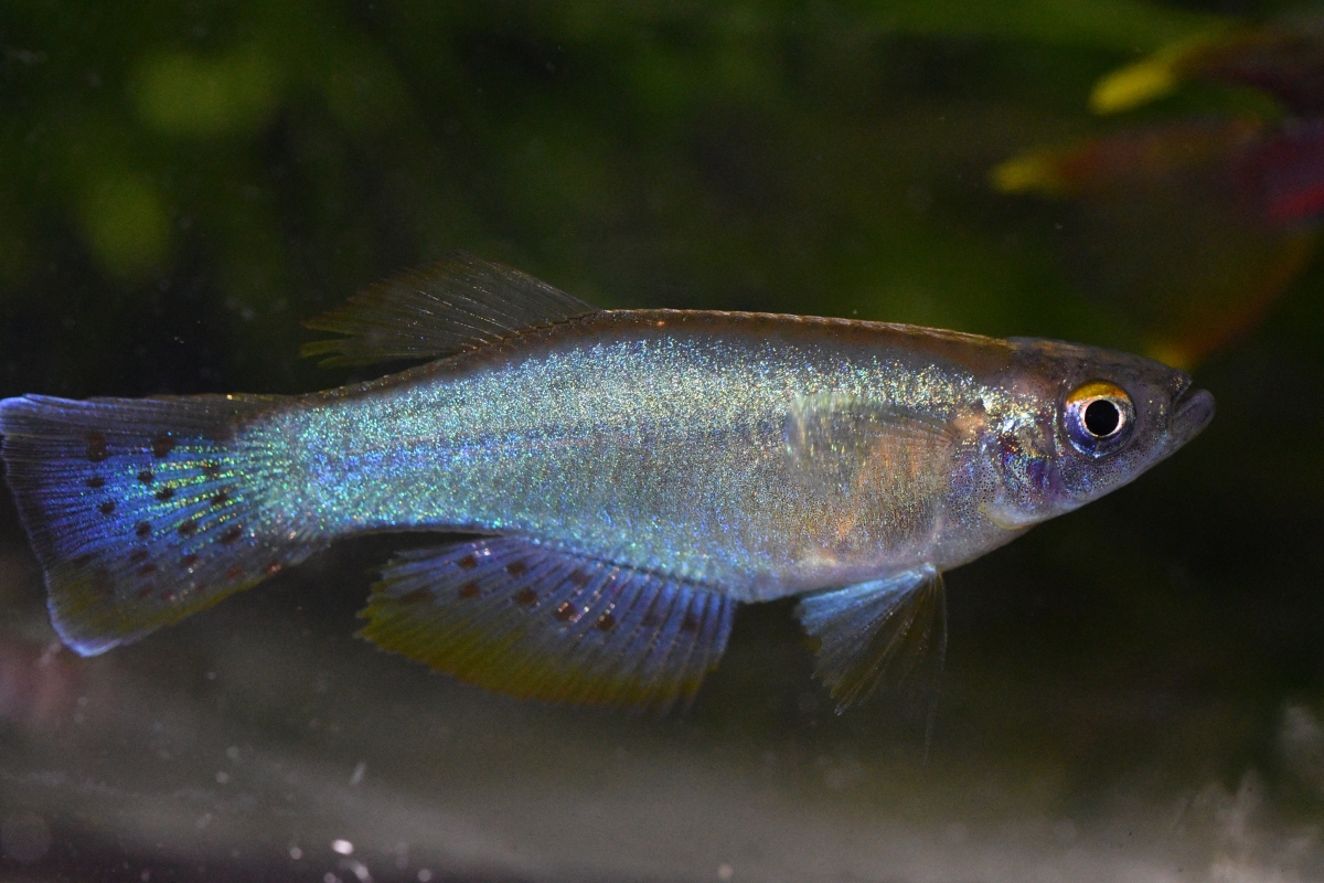 Photo Gallery – British Killifish Association