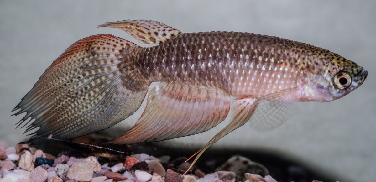 Pterolebias bolivia