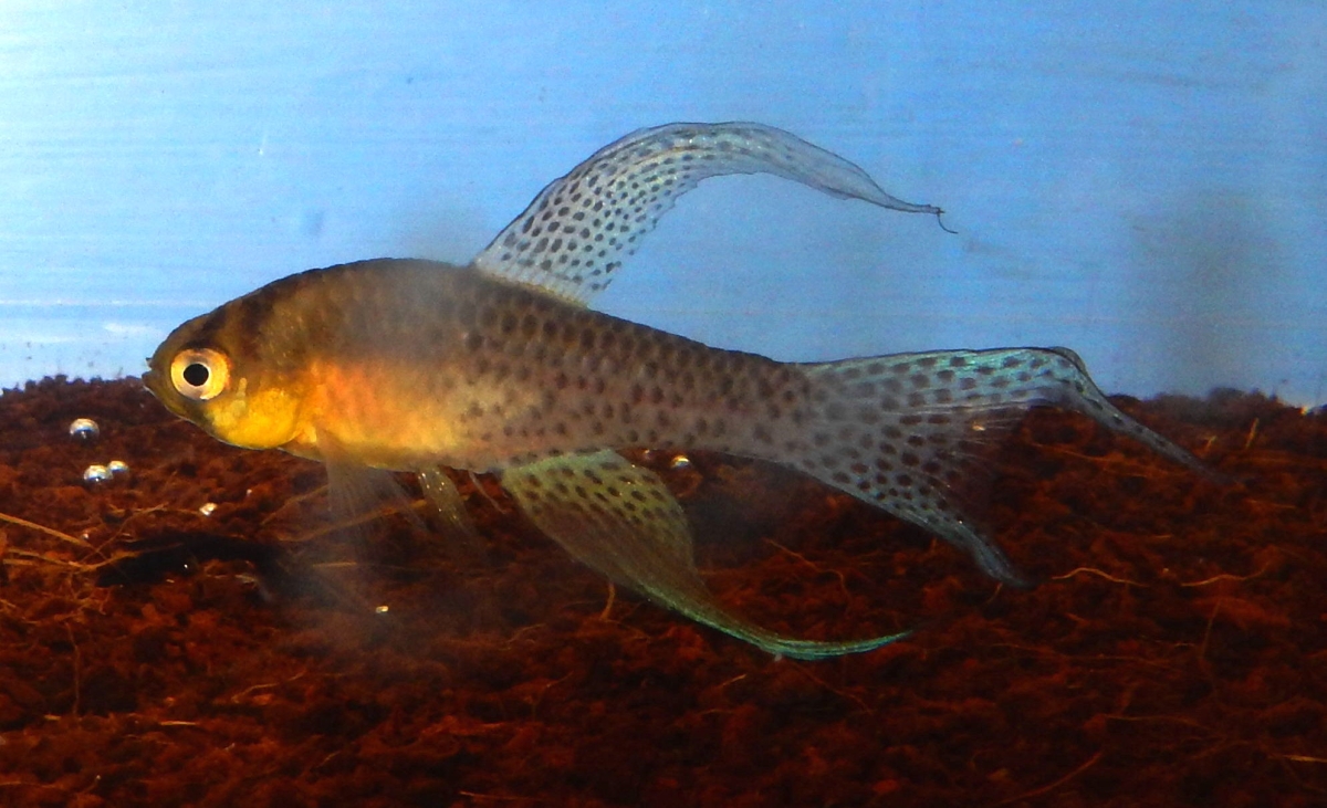 Terranatos dolichopterus ‘Isla Raton'