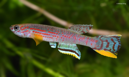 Aphyosemion campomaanense 'Nord Nkoelon' ABK 07-182