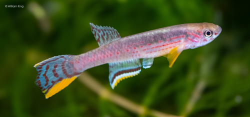 Aphyosemion campomaanense 'Nord Nkoelon' ABK 07-182