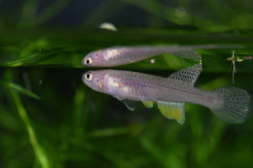 Aphyosemion pascheni 'Bidou' ABK 07/167 (female)