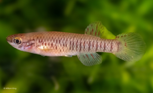 Aphyosemion kekemense (female)