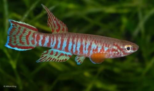 Aphyosemion kekemense