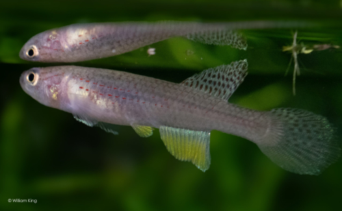 Aphyosemion pascheni 'Bidou' ABK 07/167 (female)