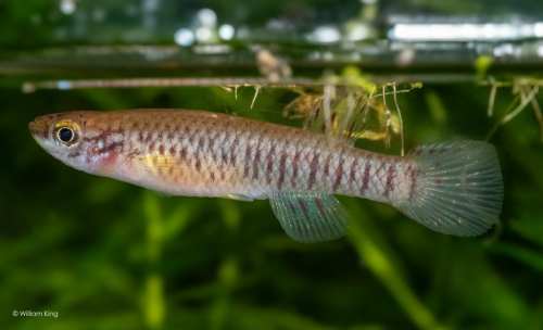 Aphyosemion kekemense (female)