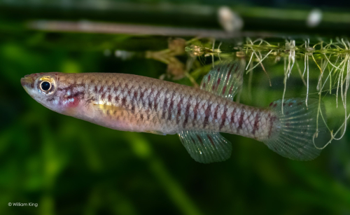Aphyosemion kekemense (female)