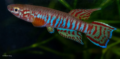 Aphyosemion kekemense