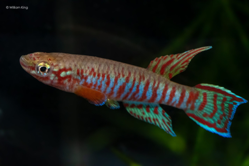Aphyosemion kekemense