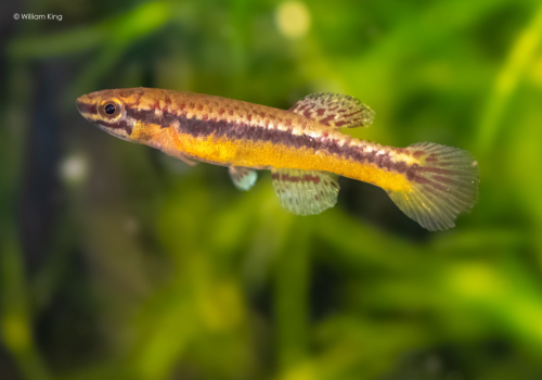 Aphyosemion hera 'Bengui' GJS 2000-29 (female)