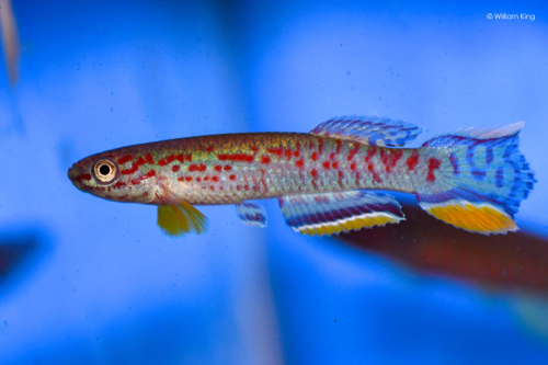 Aphyosemion campomaanense 'Nord Nkoelon' ABK 07-182