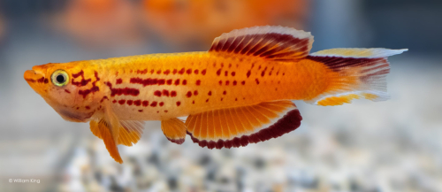 Aphyosemion australe gold