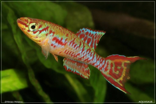 Fundulopanchax arnoldi