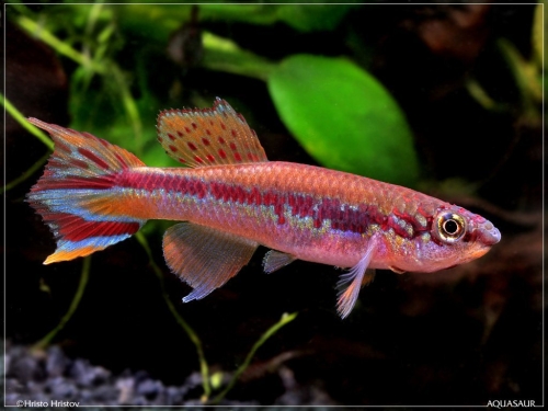 Fundulopanchax deltaensis