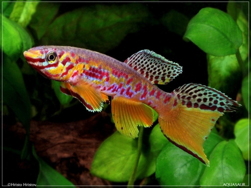 Fundulopanchax fallax CI98
