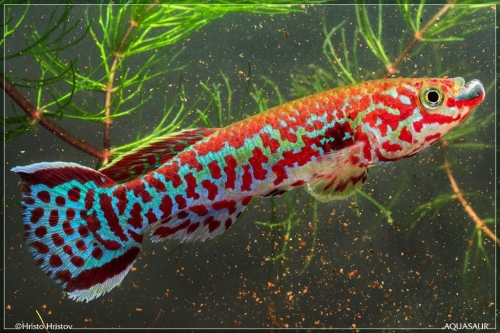 Fundulopanchax gardneri