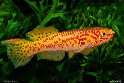 Fundulopanchax gardneri Lafia-Gold