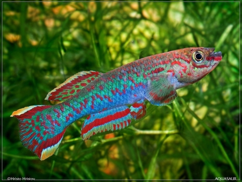 Fundulopanchax gardneri