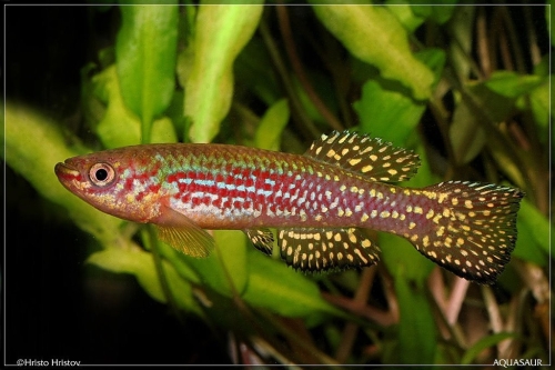Fundulopanchax gresensi Takwai
