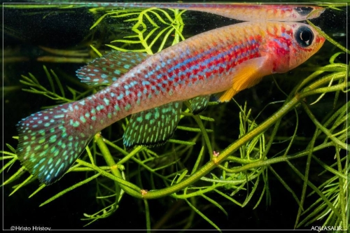 Fundulopanchax gresensi Takwai