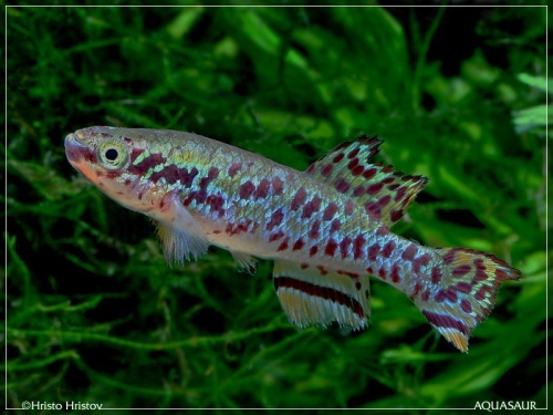 Fundulopanchax gularis