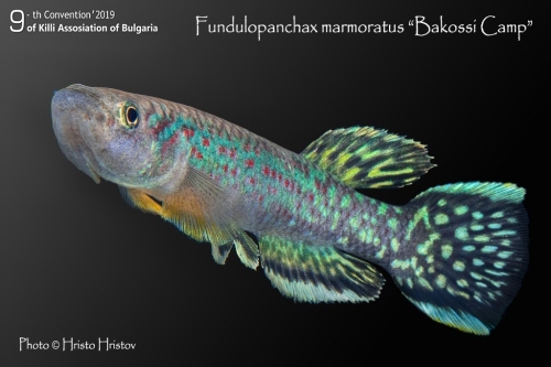 Fundulopanchax marmoratus Bakossi Camp-CGVPM-15-2