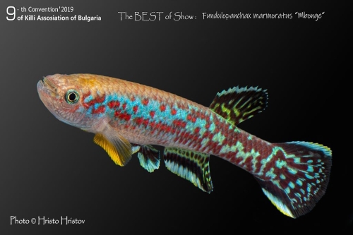 Fundulopanchax marmoratus Mbonge