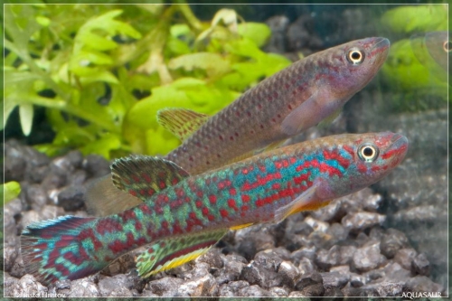 Fundulopanchax marmoratus pair