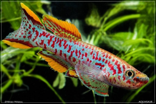 Fundulopanchax nigerianus Innidere
