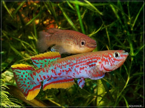 Fundulopanchax nigerianus P82