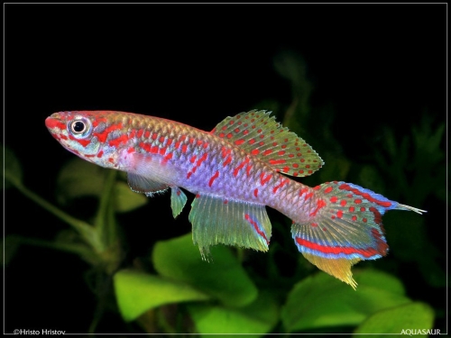Fundulopanchax robertsoni
