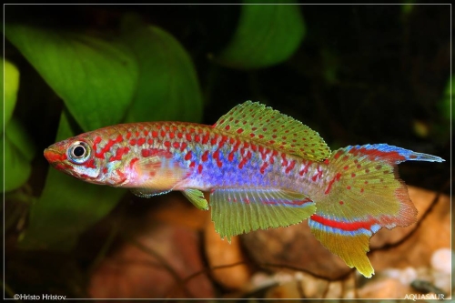 Fundulopanchax rubrolabialis Malende