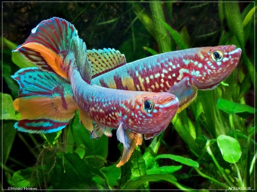 Fundulopanchax sjoestetdi Niger-Delta