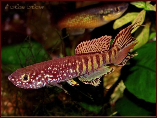 Fundulopanchax sjoestetdi