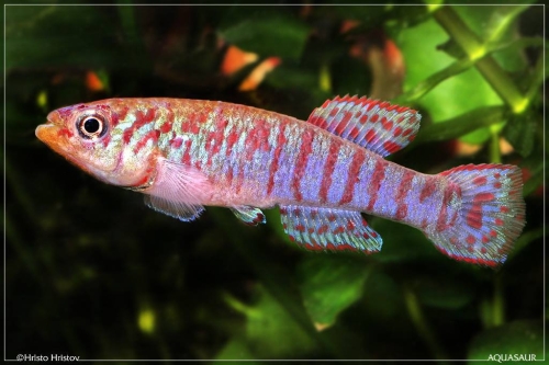 Fundulopanchax walkeri Kutunse-GH-2-74