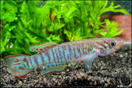 Fundulopanchax walkeri Kutunse