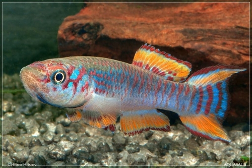 Fundulopanchax walkeri sp.-IR-AS-2012-F1