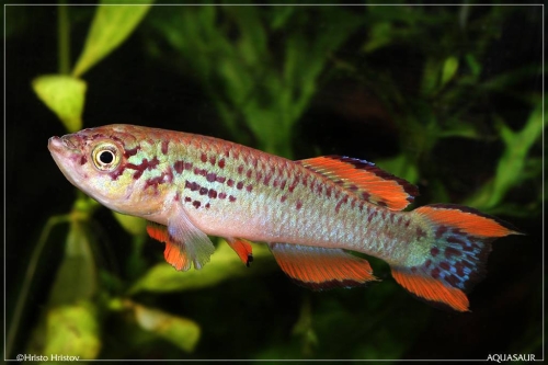 Fundulopanchax walkeri spurelli