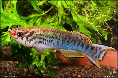 Fundulopanchax walkeri