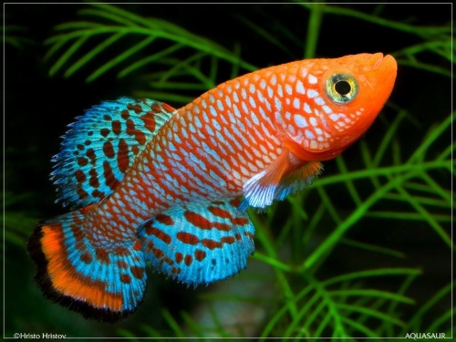 Nothobranchius rachovii Beira 98