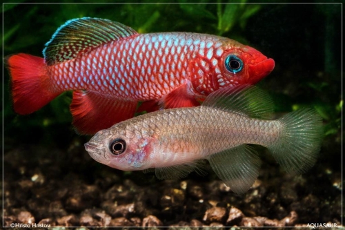Nothobranchius cardinalis pair