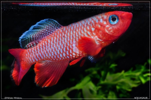 Nothobranchius cardinalis