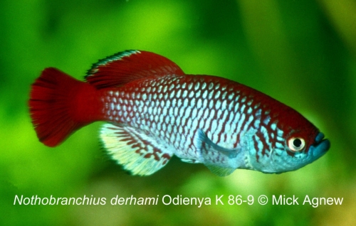 Nothobranchius derhami Odienya K 86-9